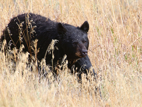 Black Bear Yellowstone National Park