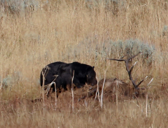 Grizzly Bear with Prey - Yellowstone National Park, Wyoming