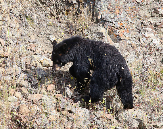 Black Bear - Yellowstone National Park, Wyoming