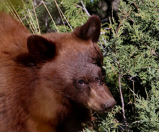 Black Bear Cub - Yellowstone National Park, Wyoming