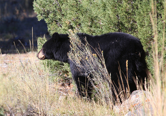 Black Bear - Yellowstone National Park, Wyoming