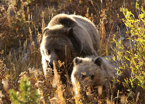 Grizzly Bears - Yellowstone National Park, Wyoming