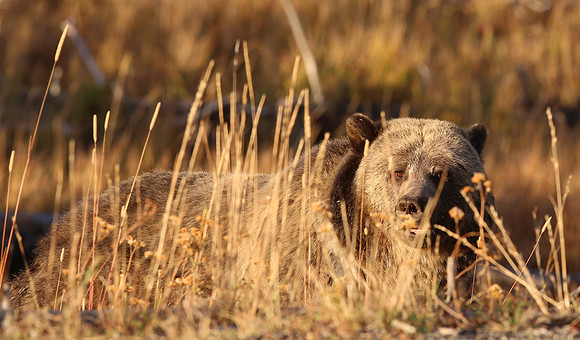 Grizzly Bears - Yellowstone National Park, Wyoming