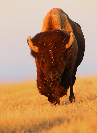 American Bison - Yellowstone National Park, Wyoming