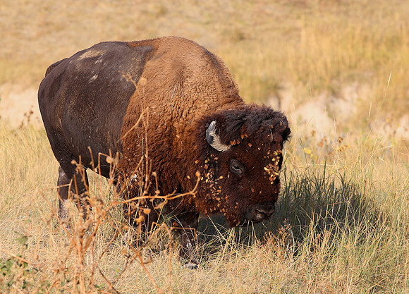 American Bison - Yellowstone National Park, Wyoming