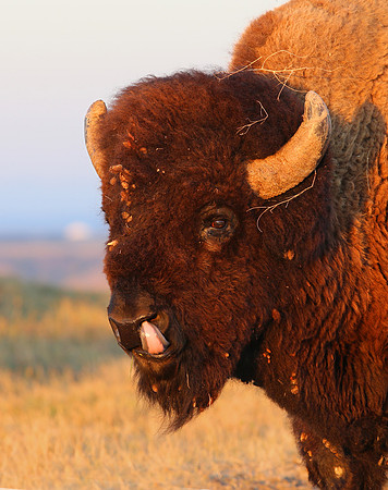 American Bison - Yellowstone National Park, Wyoming