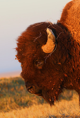 American Bison - Yellowstone National Park, Wyoming