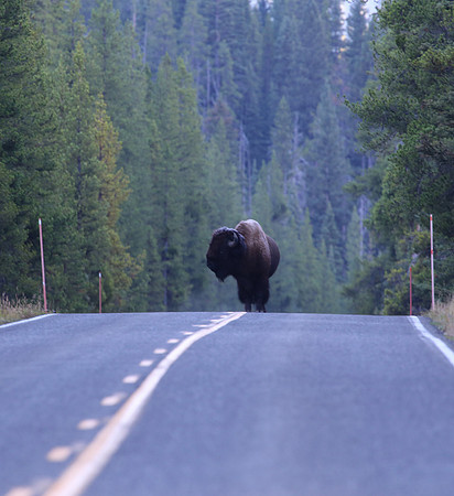 American Bison - Yellowstone National Park, Wyoming