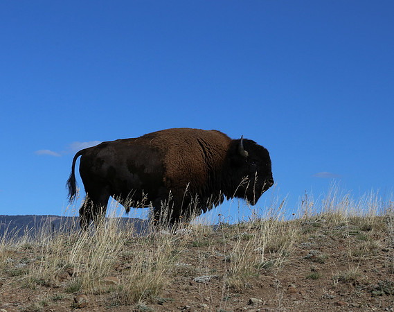 American Bison - Yellowstone National Park, Wyoming