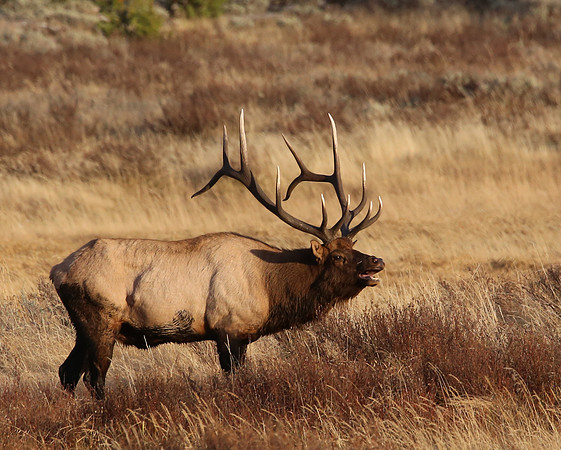 Elk - Yellowstone National Park, Wyoming