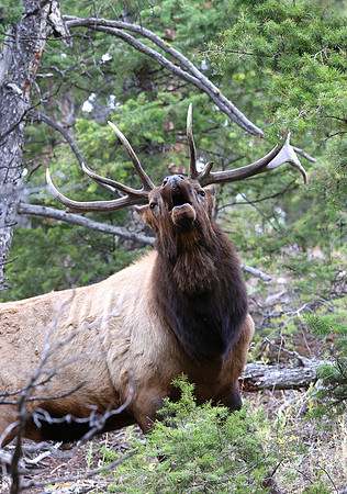 Elk - Yellowstone National Park, Wyoming