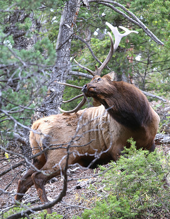 Elk - Yellowstone National Park, Wyoming