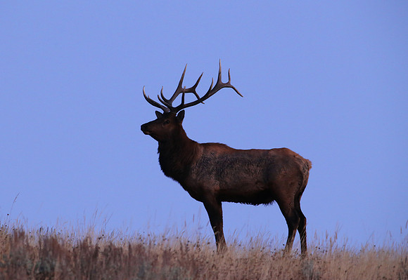 Elk - Yellowstone National Park, Wyoming
