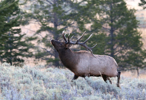 Elk - Yellowstone National Park, Wyoming