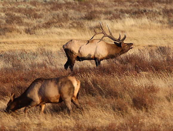 Elk - Yellowstone National Park, Wyoming