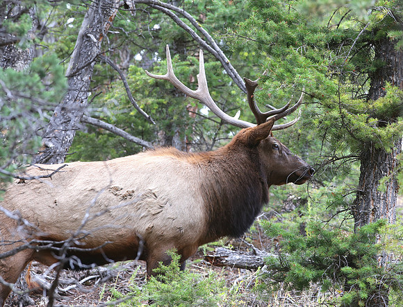Elk - Yellowstone National Park, Wyoming