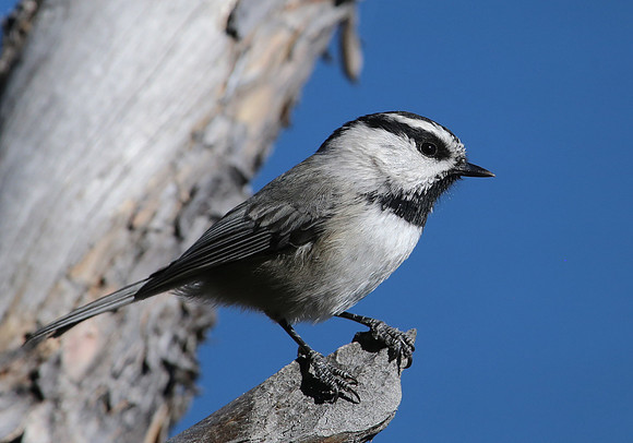 Mountain Chickadee - Yellowstone National Park, Wyoming