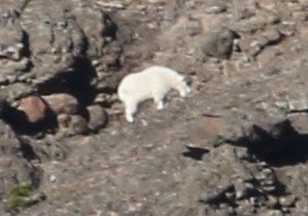 Mountain Goat - Yellowstone National Park, Wyoming