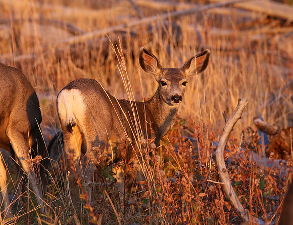 Mule Deer - Yellowstone National Park, Wyoming