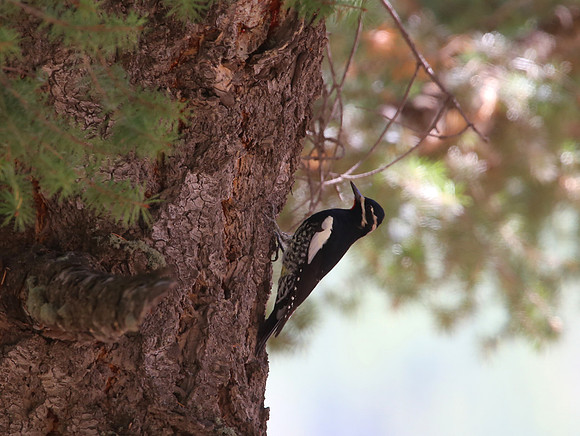 Williamson's Sapsucker - Yellowstone National Park, Wyoming