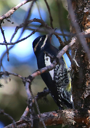 Williamson's Sapsucker - Yellowstone National Park, Wyoming