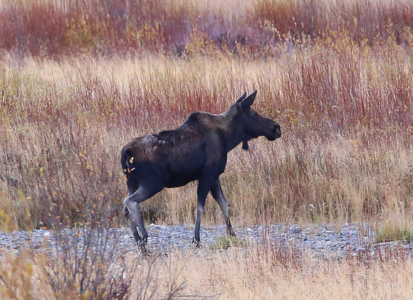 Moose - Yellowstone National Park, Wyoming