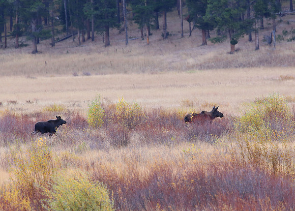 Moose - Yellowstone National Park, Wyoming