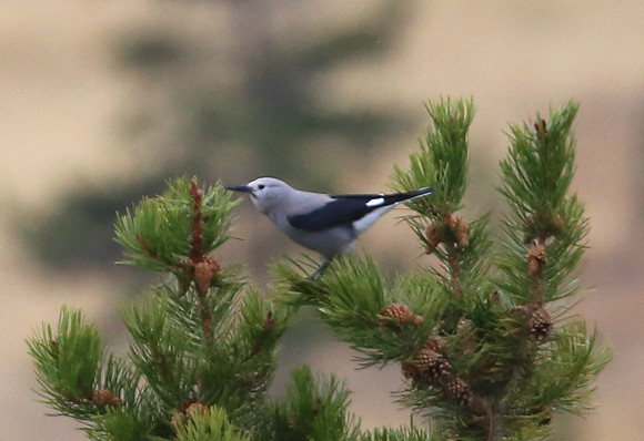 Clark's Nutcracker - Yellowstone National Park, Wyoming