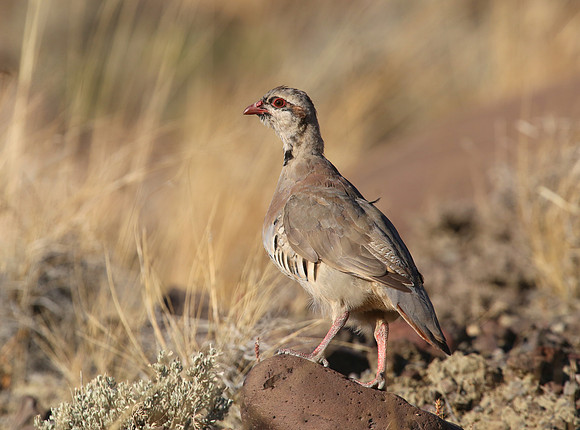 Chukar - Cody, Wyoming