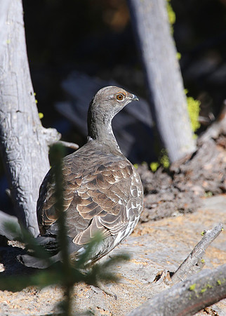 Dusky Grouse - Yellowstone National Park, Wyoming