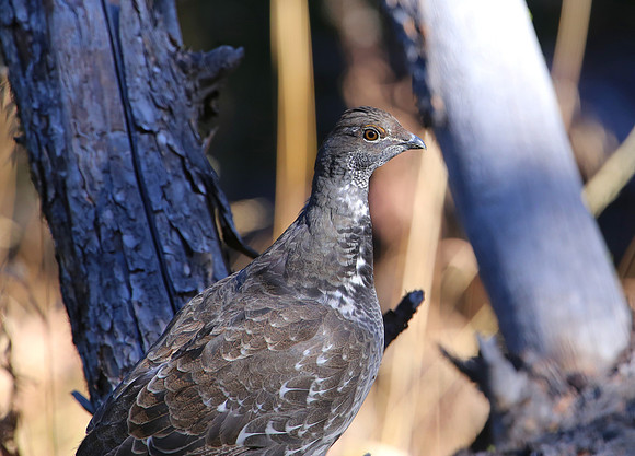 Dusky Grouse - Yellowstone National Park, Wyoming