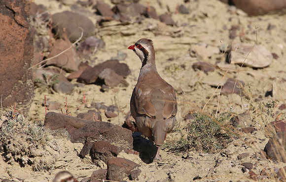 Chukar - Cody, Wyoming