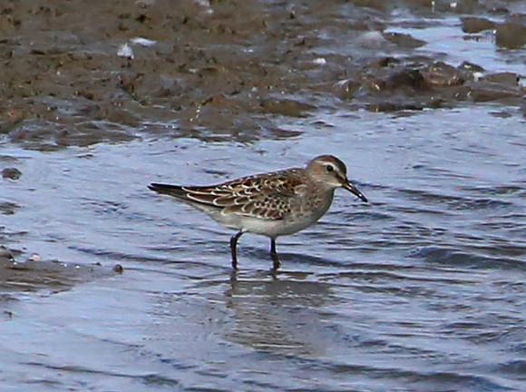White-rumped Sandpiper - Yorkville, IL