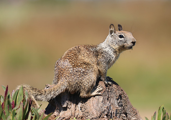 California Ground Squirrel - Ventura, California