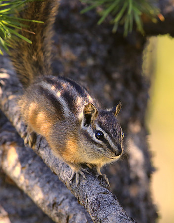 Chipmunk (Least or Yellow-Pine) Yellowstone National Park