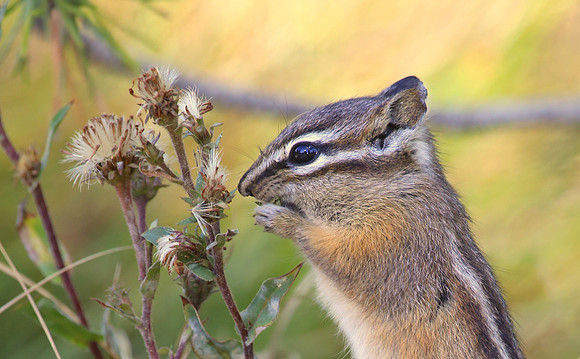 Chipmunk (Least or Yellow-Pine) Yellowstone National Park
