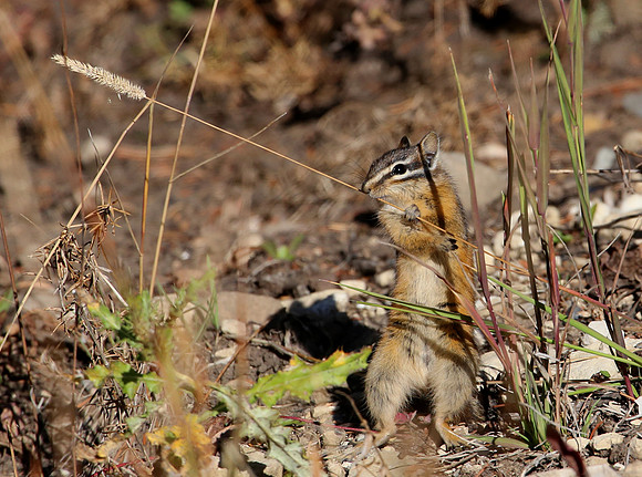 Chipmunk (Least or Yellow-Pine) Yellowstone National Park