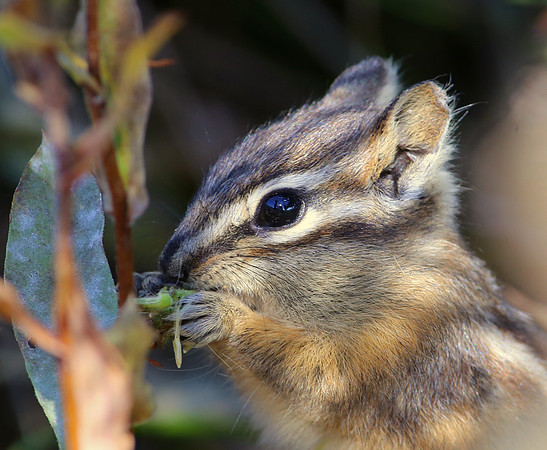 Chipmunk (Least or Yellow-Pine) Yellowstone National Park