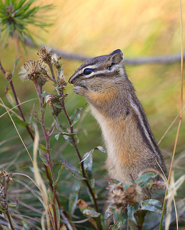 Chipmunk (Least or Yellow-Pine) Yellowstone National Park