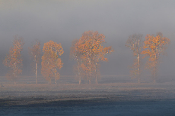Aspen - Yellowstone National Park, Lamar Valley