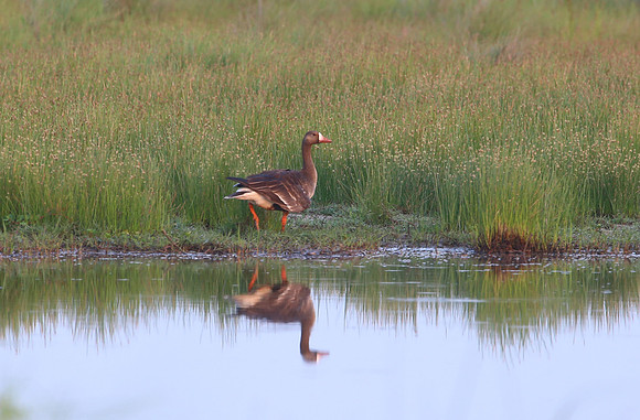 Greater White-fronted Goose - Anahuac National Wildlife Refuge,