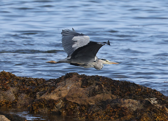 Grey Heron - St Andrews, Scotland