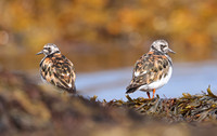 Ruddy Turnstone - St Andrews, Scotland