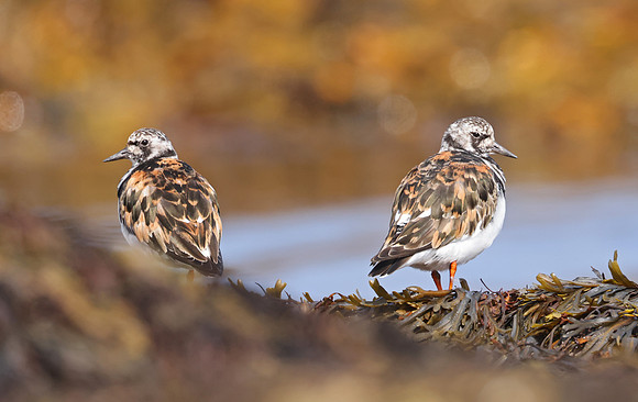 Ruddy Turnstone - St Andrews, Scotland