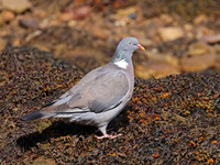 Common Wood Pigeon - St Andrews, Scotland