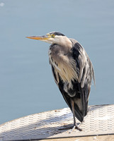 Grey Heron - St Andrews, Scotland