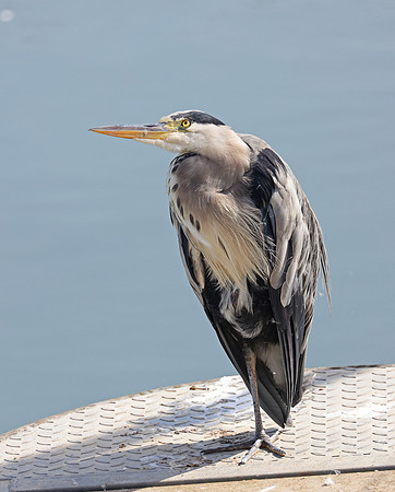 Grey Heron - St Andrews, Scotland