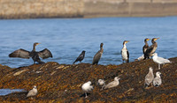 Great Cormorant - St Andrews, Scotland