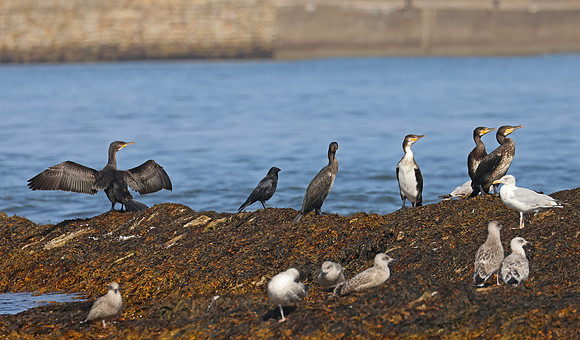 Great Cormorant - St Andrews, Scotland
