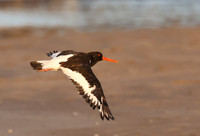 Eurasian Oystercatcher - St Andrews, Scotland